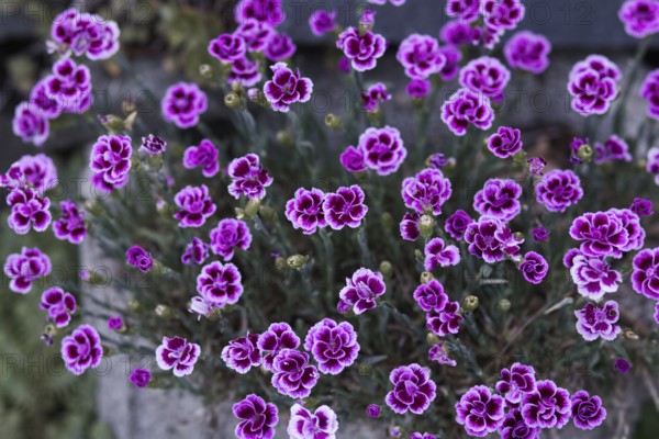 Variety of pink carnation blossoms (Pink Kisses) showing in full bloom and contrasting with the