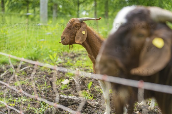 Close-up of a goat in the green behind a fence, Gechingen forest pasture, compensation project for