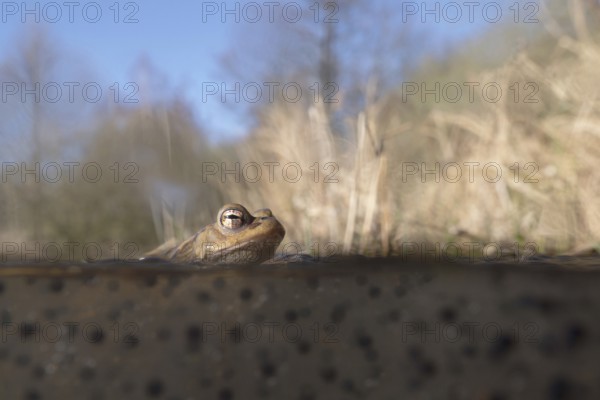 Spawning time... Common toad (Bufo bufo) in water, pond, sitting in a pond in early spring on