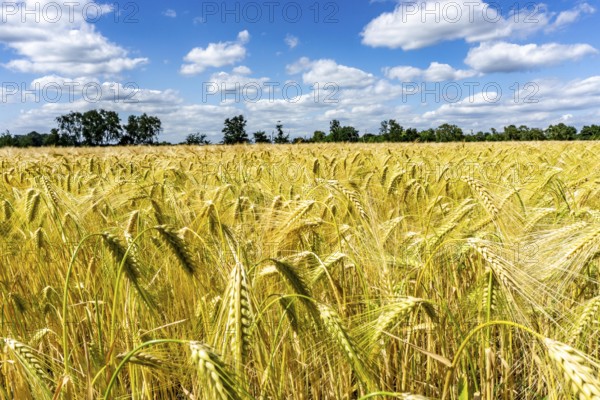 Grain field, in front of harvest, barley, near Bottrop-Kirchhellen, North Rhine-Westphalia,
