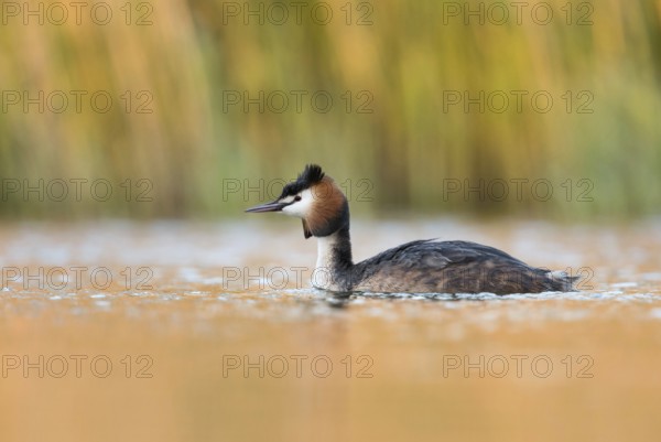 Spring... Great Crested Grebe (Podiceps Scalloped ribbonfish) in splendid breeding plumage early in