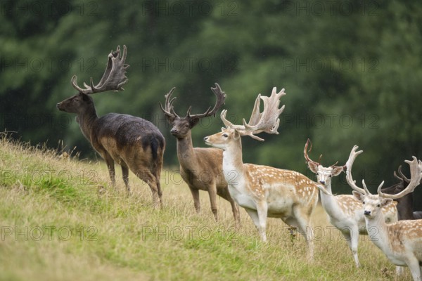 European fallow deer (Dama dama) stags on a meadow, tirol, Kitzbühel, Wildpark Aurach, Austria,