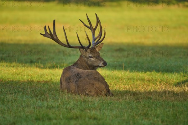 Red deer (Cervus elaphus), with antlers lying in the grass, illuminated by warm light, Germany,