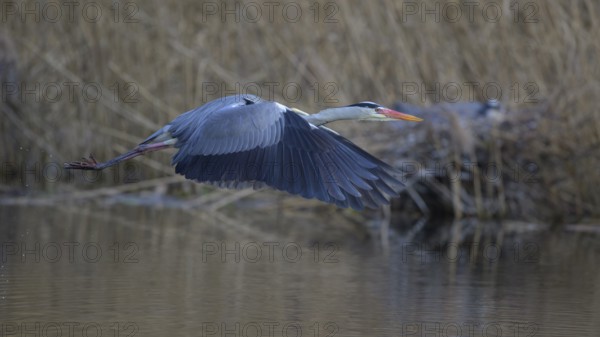 Grey heron (Ardea cinerea), in flight, heron breeding in the reeds behind, Neckar valley,