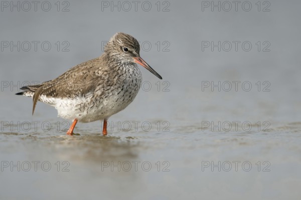 Wadden Sea habitat... Redshank (Tringa totanus), medium-sized limicole, wading bird foraging in the