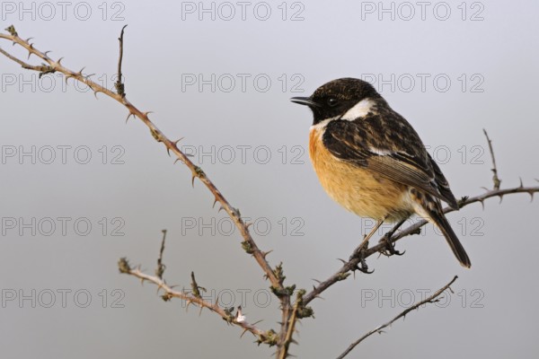 Spring song... Stonechat (Saxicola torquata), male singing on a dry bramble, birdsong in spring,