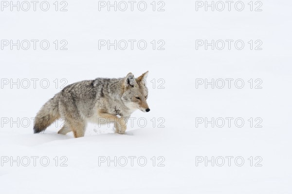 Through the deep snow... Coyote (Canis latrans) struggles through deep snow, the deep winter is