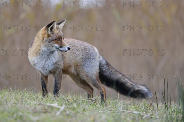 A look back... Red fox (Vulpes vulpes), strong fox in beautiful winter coat standing in a meadow on