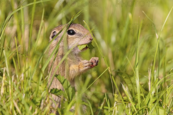 A young European ground squirrel (Spermophilus citellus) or European souslik stands in a meadow