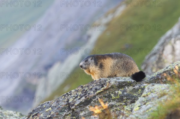 Alpine marmot (Marmota marmota) in autumn, Grossglockner, High Tauern National Park, Austria,