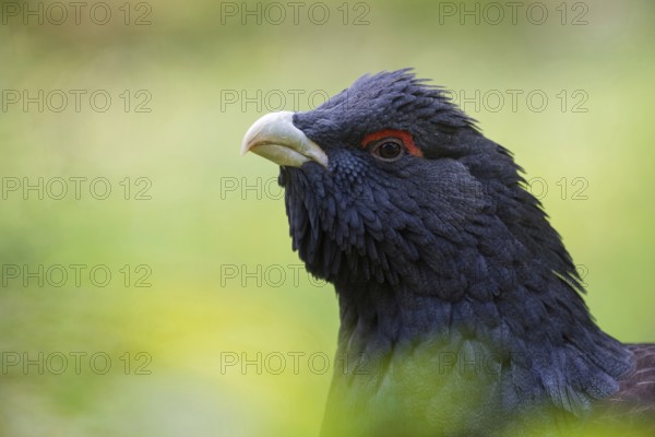Bold look... Capercaillie (Tetrao urogallus), detailed head portrait, close-up of this beautiful