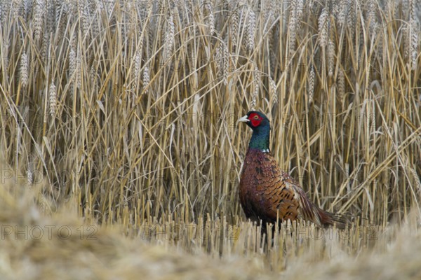 At harvest time... Hunting pheasant (Phasianus colchicus), male pheasant standing in a ripe grain
