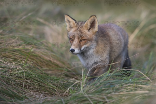 Concentrated... Red fox (Vulpes vulpes), fox hunting in the tall grass of a meadow, Germany,
