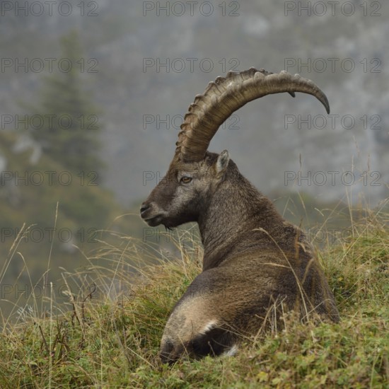 In picturesque surroundings... Ibex (Capra ibex) resting on lush mountain meadows in the Swiss