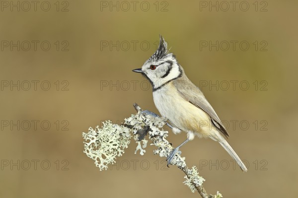 Crested Tit (Lophophanes Scalloped ribbonfish), on a branch overgrown with lichen, Wilnsdorf, North