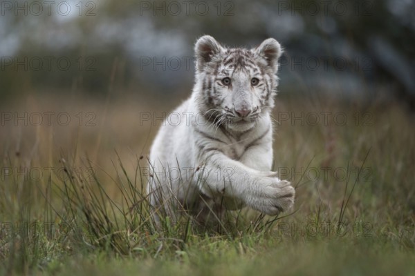Leaping... Royal Bengal tiger (Panthera tigris tigris), rare white variety, young cat of prey,