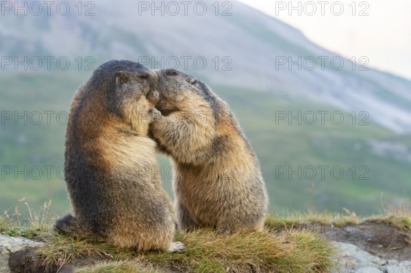 Alpine marmot (Marmota marmota) in autumn, kissing, Grossglockner, High Tauern National Park,
