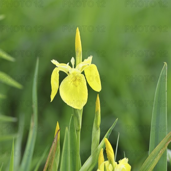 Marsh iris (Iris pseudacorus), yellow flower in a pond, Wilnsdorf, North Rhine-Westphalia, Germany,