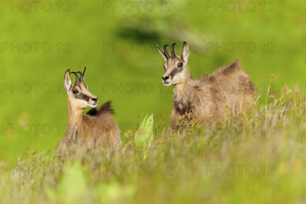 Young chamois exploring a green spring meadow in a natural environment, chamois, chamois,
