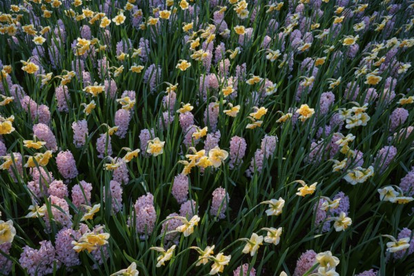 A densely planted field of yellow daffodils and pink hyacinths, Keukenhof, Lisse, province of South