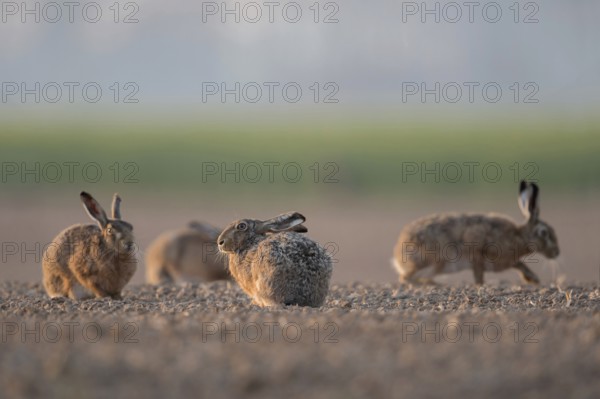Gathered... Brown hares (Lepus europaeus), hares squatting, sitting, running together in a small