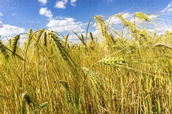 Grain field, in front of harvest, barley, near Bottrop-Kirchhellen, North Rhine-Westphalia,