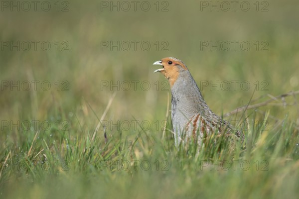 The mating call... Grey partridge (Perdix perdix), partridge in a natural meadow calls during the