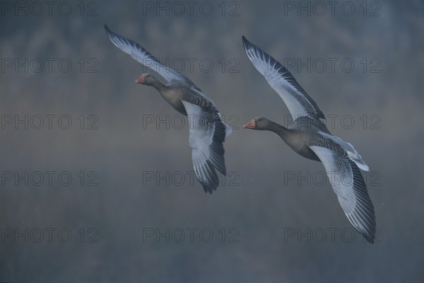In the early morning fog... Greylag geese (Anser anser), pair, couple flying side by side in
