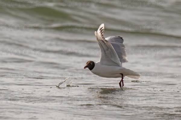 Black-headed gull (Chroicocephalus ridibundus) in summer plumage, flying above the sea surface,