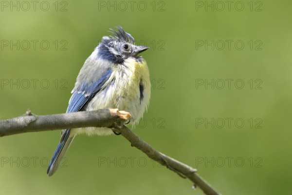 Feather loss on the head... Blue tit (Cyanistes caeruleus), probably sick bird, perhaps infested