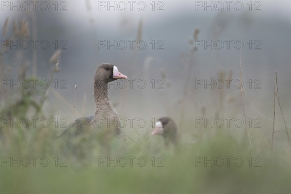 In the tall grass... White-fronted geese (Anser albifrons), wild geese on the meadows on the Lower