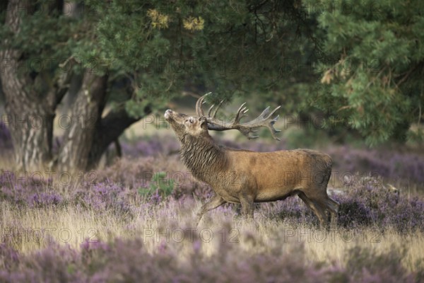 Threatening behaviour... Red deer (Cervus elaphus), capital stag in the midst of flowering heath