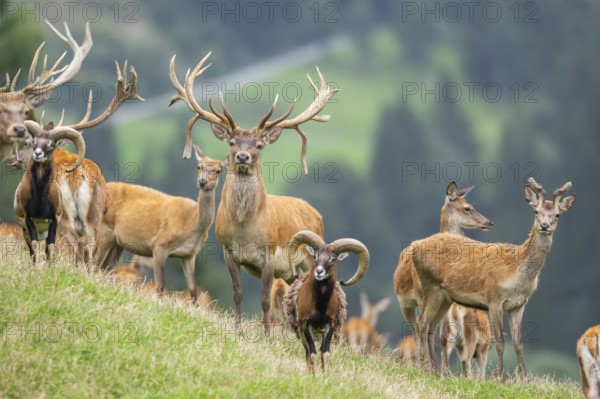 Red deer (Cervus elaphus) stag Mouflon (Ovis gmelini) ram on a meadow in tirol, Kitzbühel, Wildpark