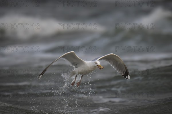 Herring gull (Larus argentatus) in the surf with a captured starfish in its beak, Hvide Sande,