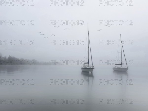 Sailboats on Lake Starnberg in foggy weather, a group of seagulls flies above, Bavaria, Germany,