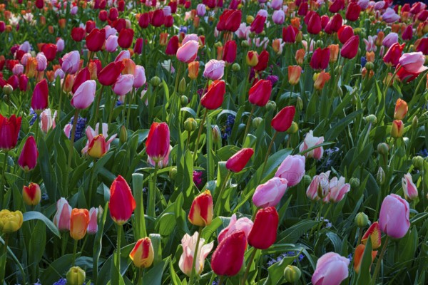A field of pink, yellow and red tulips glowing in the sunlight. The colours are vibrant and