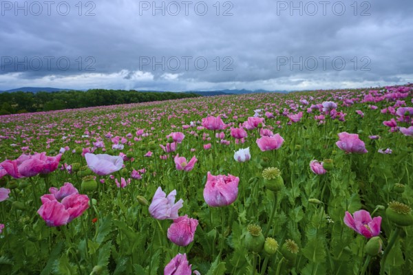 Opium poppy (Papaver somniferum), under a cloudy sky in a field, summer, Germerode, Geo nature park