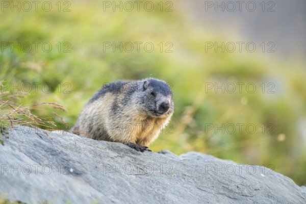 Alpine marmot (Marmota marmota) youngster in autumn, Grossglockner, High Tauern National Park,