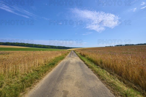 Long field path through cornfields under a blue sky with light clouds, summer, Retzstadt, Main