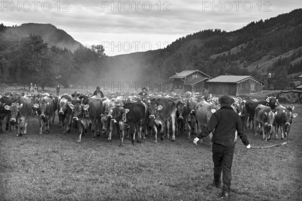 Allgäu cows are collected in the valley for cattle seperation, Hinterstein, Bad Hindelang, Bavaria,