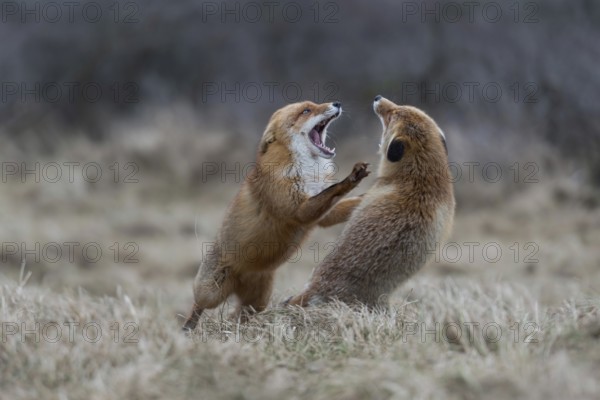 On their hind paws... Red fox (Vulpes vulpes), two foxes fighting, fierce fight, attacking each