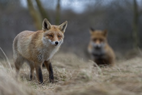 Red foxes (Vulpes vulpes), two foxes, adult animals seek necessary proximity during the breeding