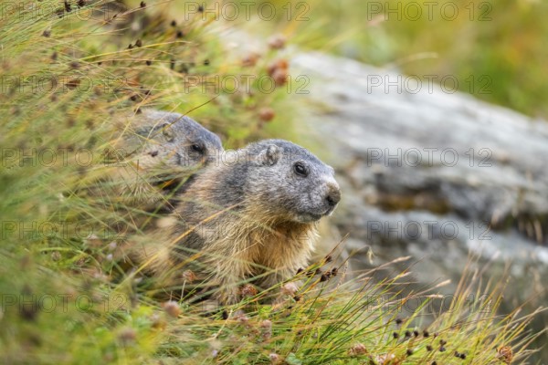 Alpine marmot (Marmota marmota) in autumn, Grossglockner, High Tauern National Park, Austria,