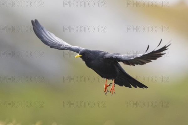 Yellow-billed chough (Pyrrhocorax graculus) in the mountains at Hochalpenstraße, Pinzgau, Salzburg,