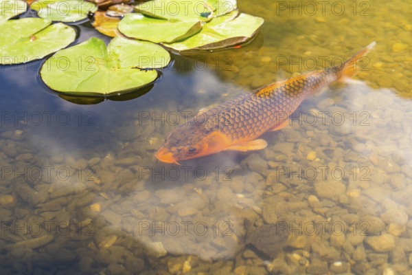 Carp swimming in a clear pond with water lily leaves on the surface, Botanical Garden, The Gardens