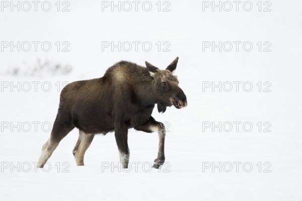 Elk (Alces alces), young bull elk with freshly shed antlers, without antlers in winter, trudging,