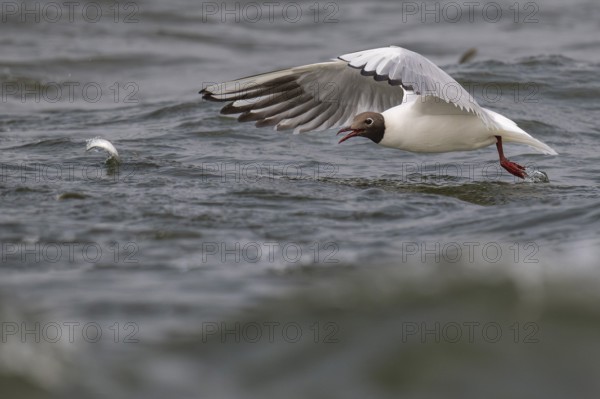 Black-headed gull (Chroicocephalus ridibundus) in summer plumage, flying above the sea surface,