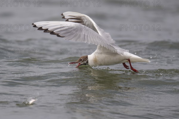 Black-headed gull (Chroicocephalus ridibundus) in summer plumage, looking for small fish, near