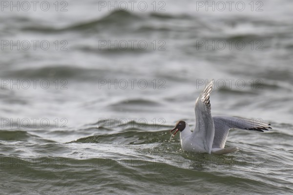 Black-headed gull (Chroicocephalus ridibundus) in summer plumage, swimming on the sea surface,