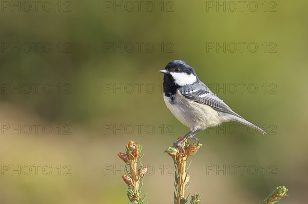Fir tit (Parus ater), sitting on the top of a young spruce, European spruce (Picea abies),